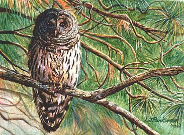 Interrupted Nap - Barred Owl (SOLD) by Linda Parkinson