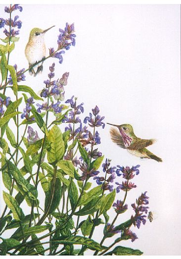 Calliope Spring - Calliope Hummingbirds by Linda Parkinson
