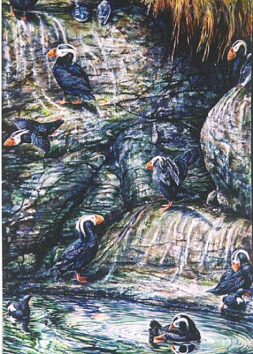 Clowns on the Rocks - Tufted Puffins, Murres & Pigeon Guillemonts by Linda Parkinson