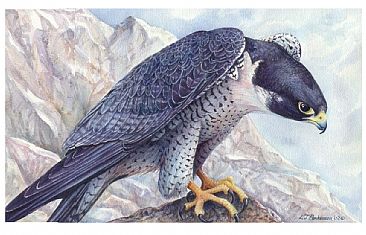 Peregrine Falcon - Peregrine Falcon by Linda Parkinson