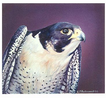 Peregrine Falcon Portrait - Peregrine Falcon by Linda Parkinson