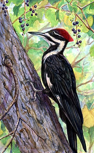 Vineyard Visitor - Pileated Woodpecker STOLEN! by Linda Parkinson
