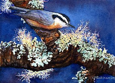 Red-breasted Nuthatch -  by Linda Parkinson