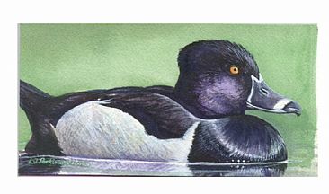 Ring-necked Duck -  by Linda Parkinson