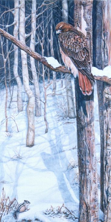 Snowy Shadows - Red-tailed Hawk & chipmunk by Linda Parkinson