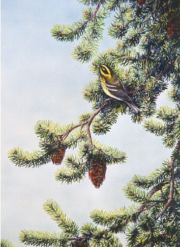 Gold in the Treetops - Townsend's Warbler by Linda Parkinson