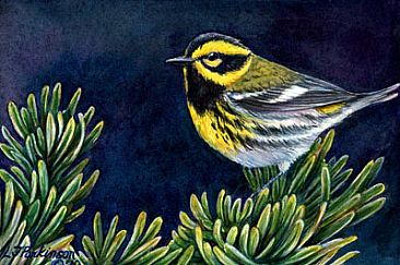Townsend's Warbler - STOLEN! by Linda Parkinson