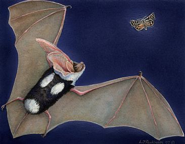 spotted bat