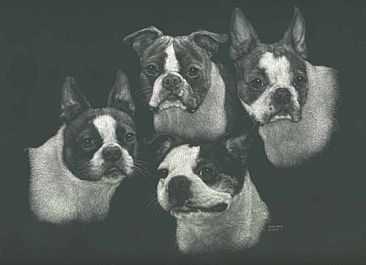 Boston Bull Terriers -  by Diane Versteeg