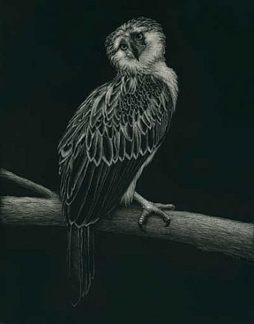 Bayani - Philippine Eagle by Diane Versteeg