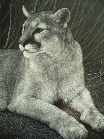 Reno - Cougar by Diane Versteeg