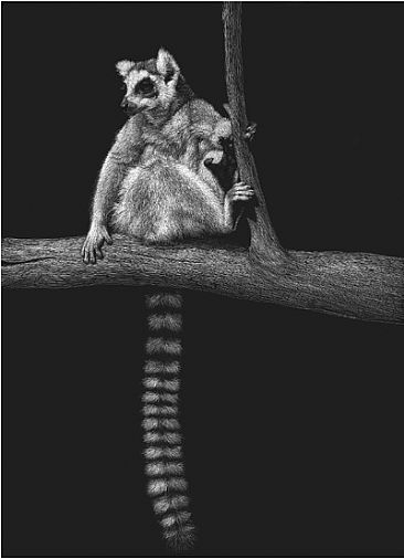 Ringtailed Lemur II - Ringtailed Lemur by Diane Versteeg