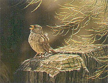 Recital - Immature White-crowned Sparrow by Kathleen  Dunn