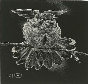 Blossom - Anna's Hummingbird by Kathleen  Dunn