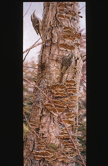Hide and Seek - Brown Creepers with Alder bracket fungus by Kathleen  Dunn