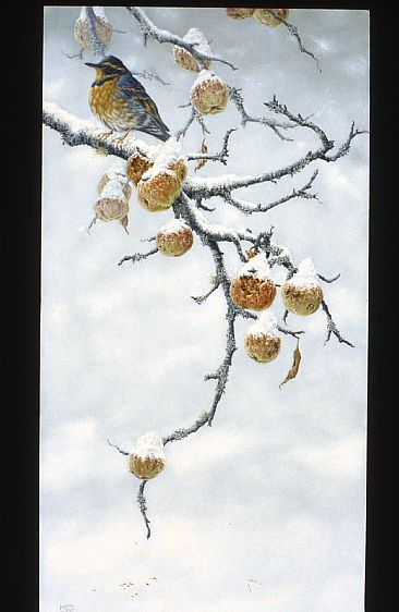 Fortune  - Varied Thrush in Winter apples by Kathleen  Dunn