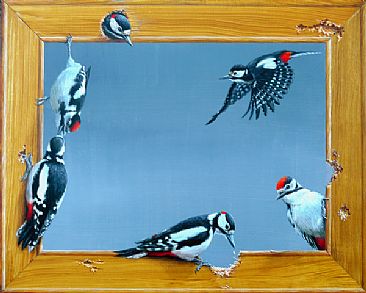 We love frames - Great Spotted Woodpecker by Harro Maass