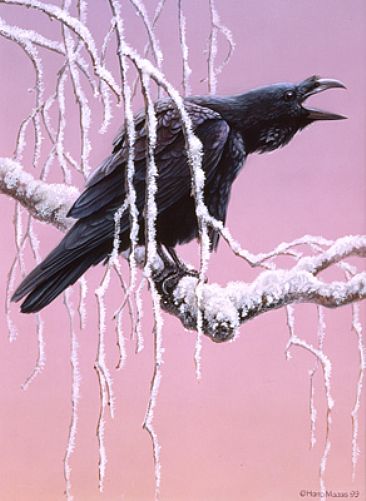 Raven -  by Harro Maass