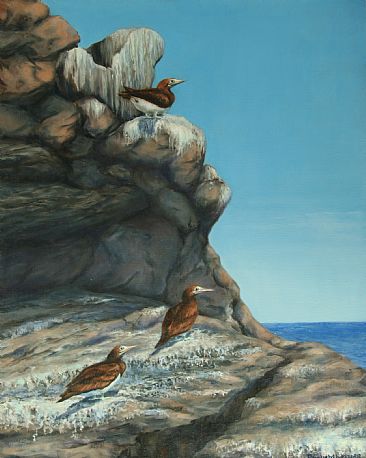 Loreto Baja-brown boobies - seabirds by Paula Golightly