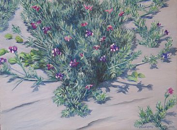 Beach Pea - dune plant by Paula Golightly