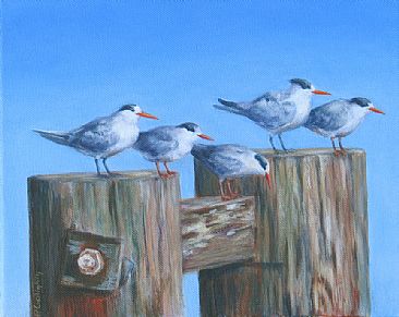 Terns at the Marina - Terns by Paula Golightly