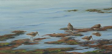 Willits on Mudflats - shorebirds by Paula Golightly