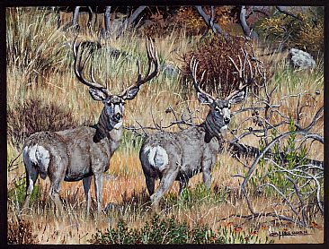 Yellowstone Muleys - Mule Deer in Yellowstone National Park by Kenneth Helgren