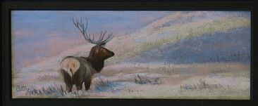 Early Morning Bull - Bull Elk by Betsy Popp