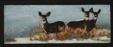 Snow Trio - Mule Deer by Betsy Popp