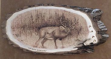 Out From Undercover- SOLD - White Tail Buck by Betsy Popp
