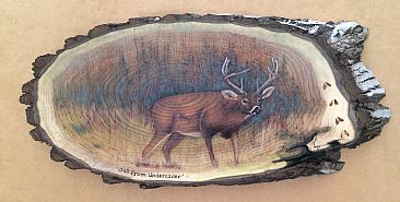 Out from Undercover - SOLD - White tail buck by Betsy Popp
