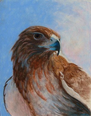 Portrait of Red - Red Tail Hawk by Betsy Popp