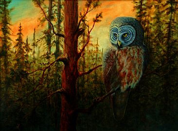 Settling In - Great Gray Owl by Betsy Popp