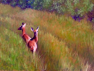 Catching your Attention - White Tail Deer by Betsy Popp