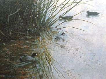 Quiet Waters - Coots by Betsy Popp