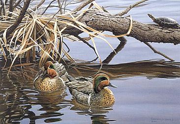 Waterboys - Green winged Teals and Turtle by Christopher Walden