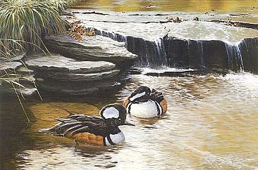 Falls Colors - Hooded Mergansers by Christopher Walden