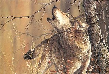 In Tune With Nature - Timberwolf by Christopher Walden