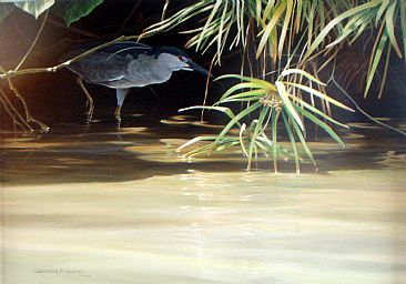 Black Crowned Night Heron -  by Christopher Walden