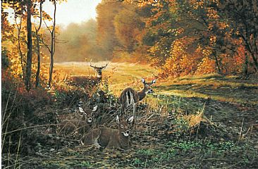 Field of Dreams - Whitetail deer by Christopher Walden