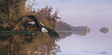 Lake Patrol - American Bald Eagle by Christopher Walden