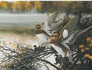Misty River Widgeon - Widgeonas by Christopher Walden