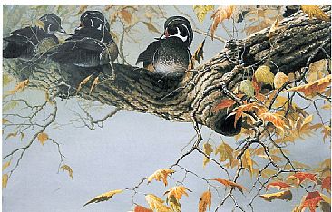 Out on a Limb - Wood Ducks by Christopher Walden