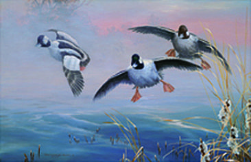 Refuge at St. Mary's - Buffleheads by Christopher Walden