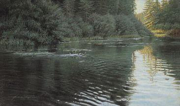 Barron River Beaver - Beaver In Barron River by Arnold Nogy