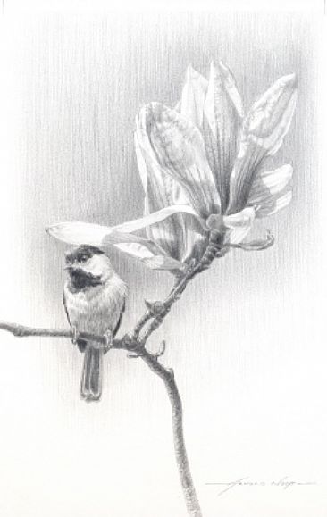 The Beauty of Spring - Chickadee and Magnolia Blooms by Arnold Nogy