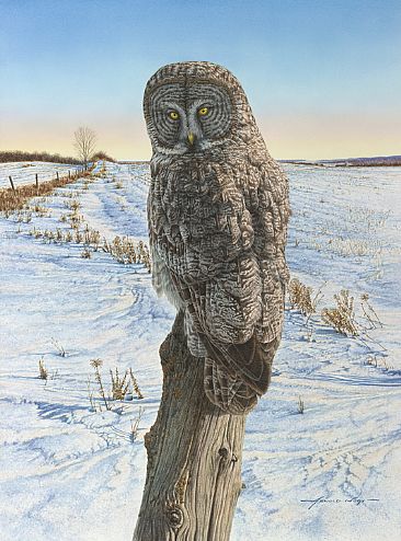 Northern Patrol - Great Grey Owl by Arnold Nogy