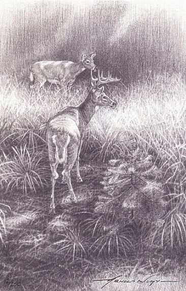 Hidden Glen - Deer Pair by Arnold Nogy