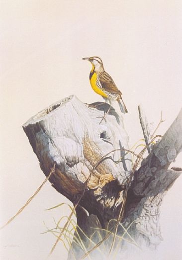 Old Post Road - Meadowlark on an old stump by Arnold Nogy