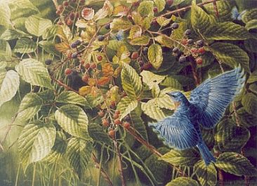 Raspberry Harvest - Bluebird and Raspberries by Arnold Nogy